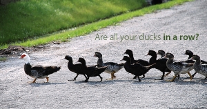 Small business: Are all your ducks in a row?